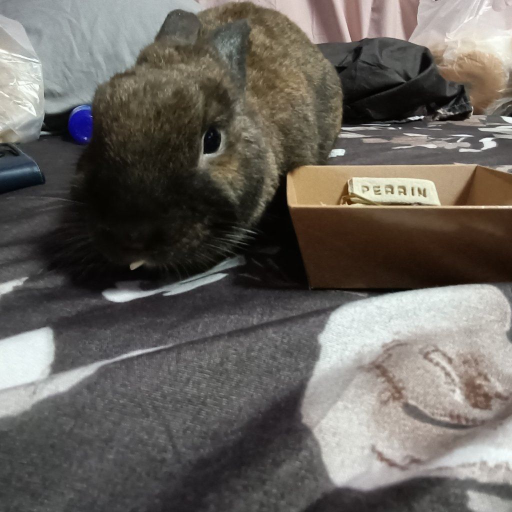 Perrin
