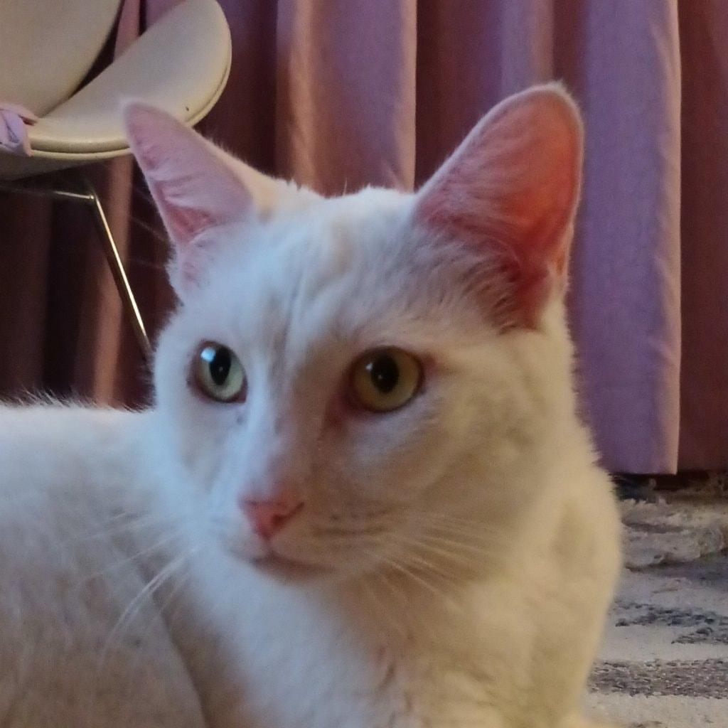 Yuki
