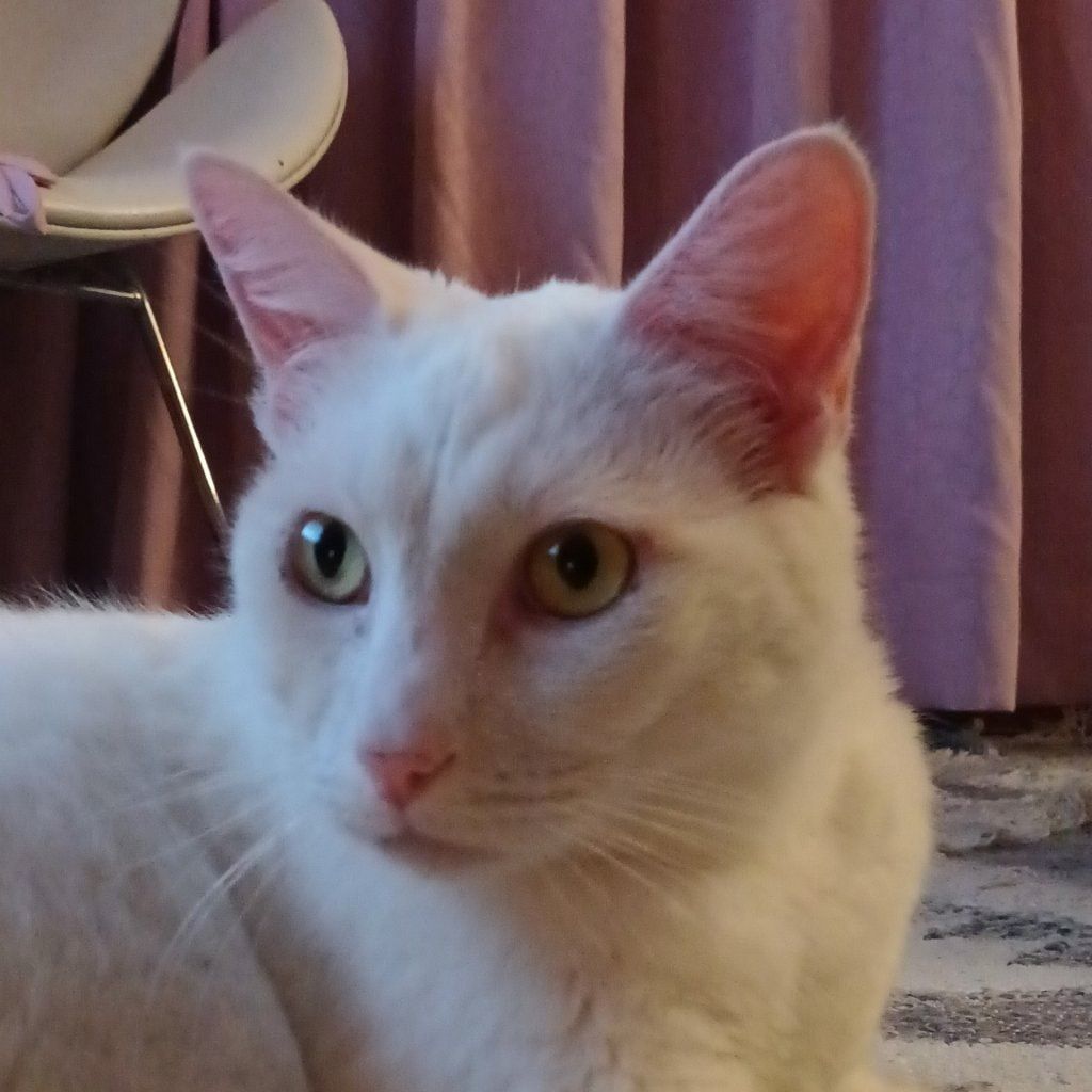 Yuki