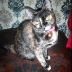 Miqi