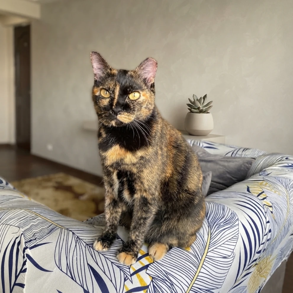 Miqi