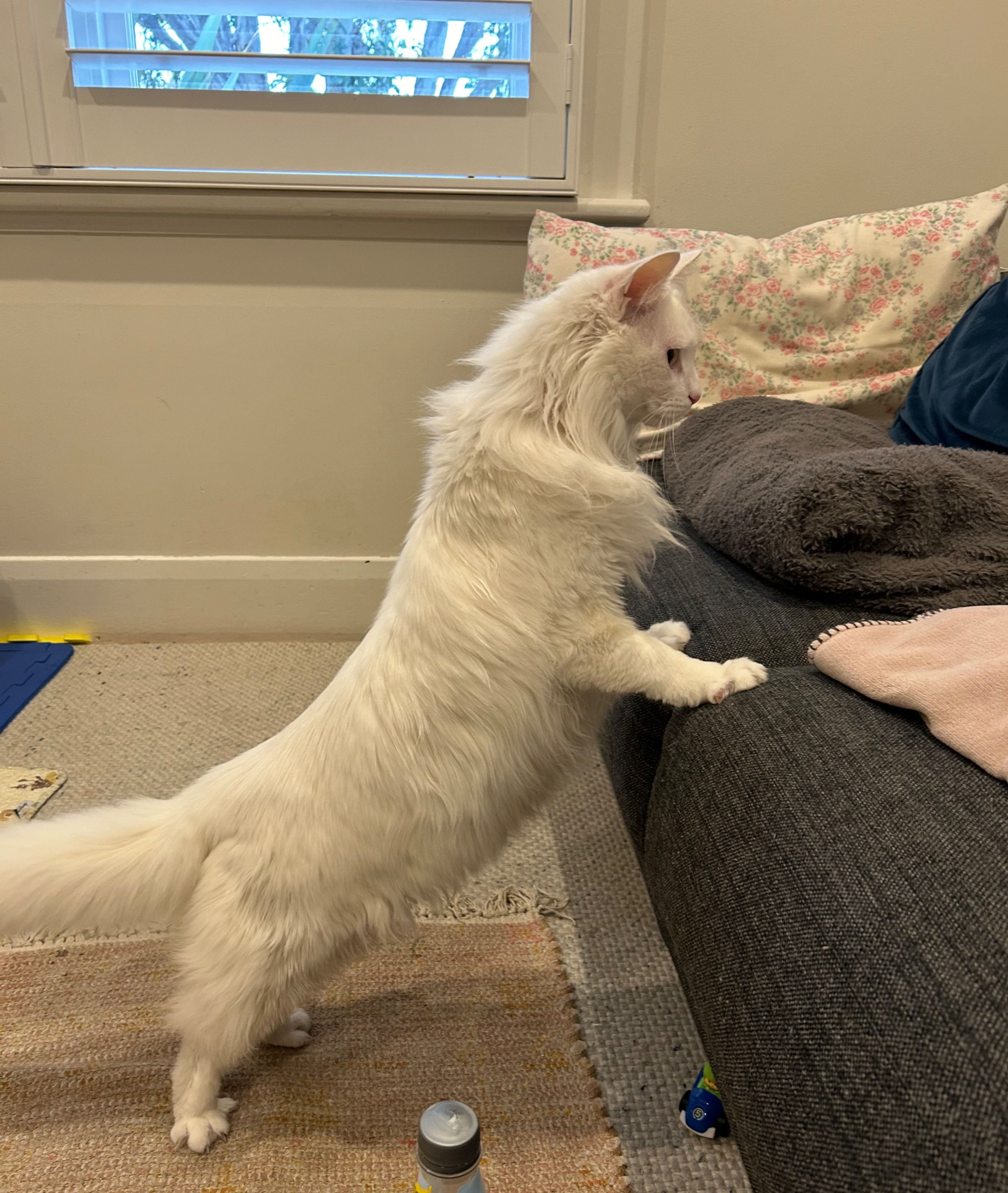 image-20