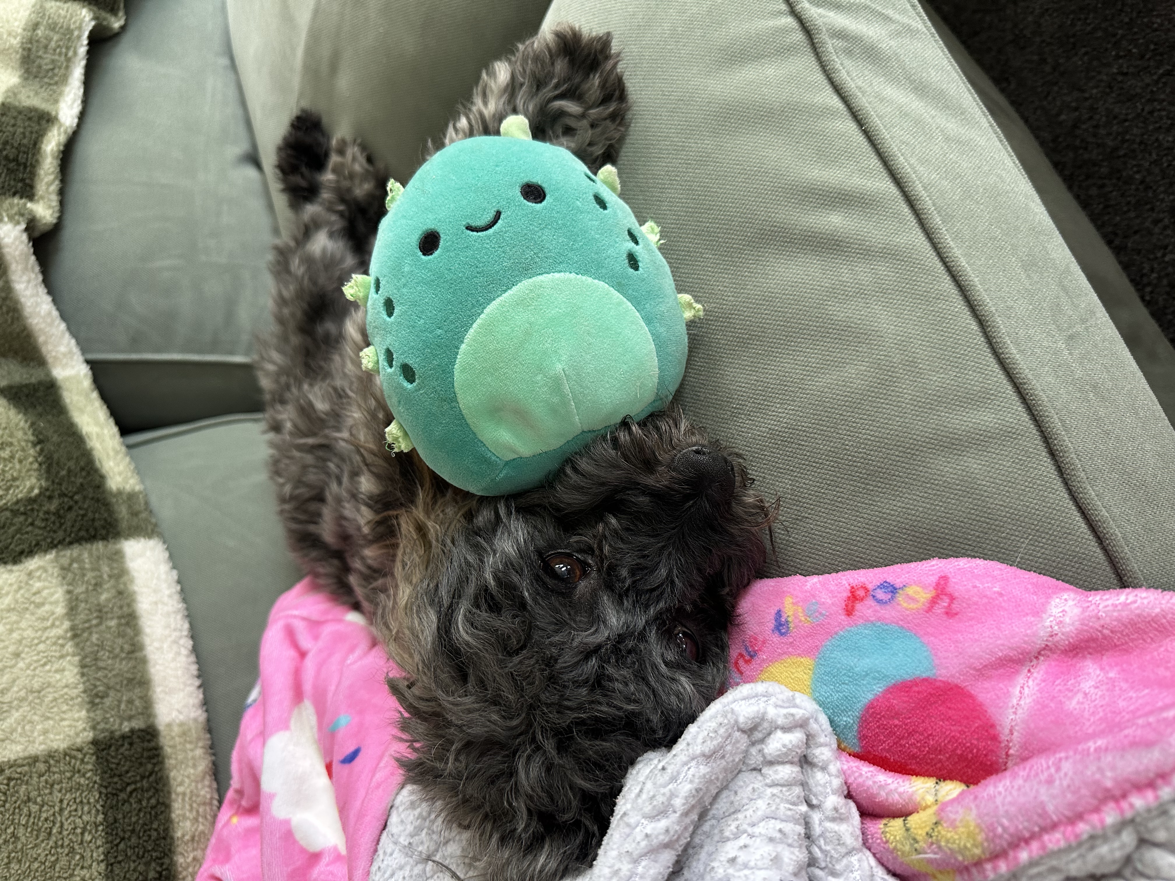 image-12