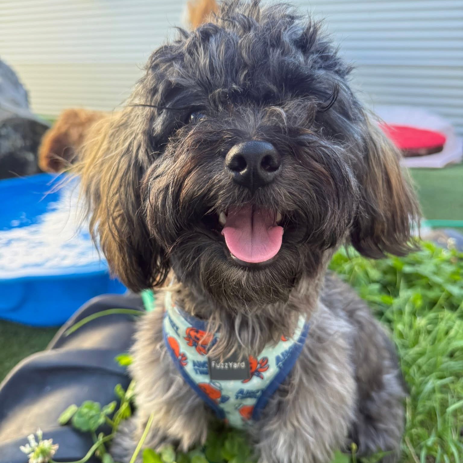Tobi