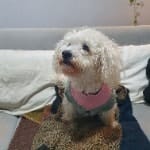 Bella
