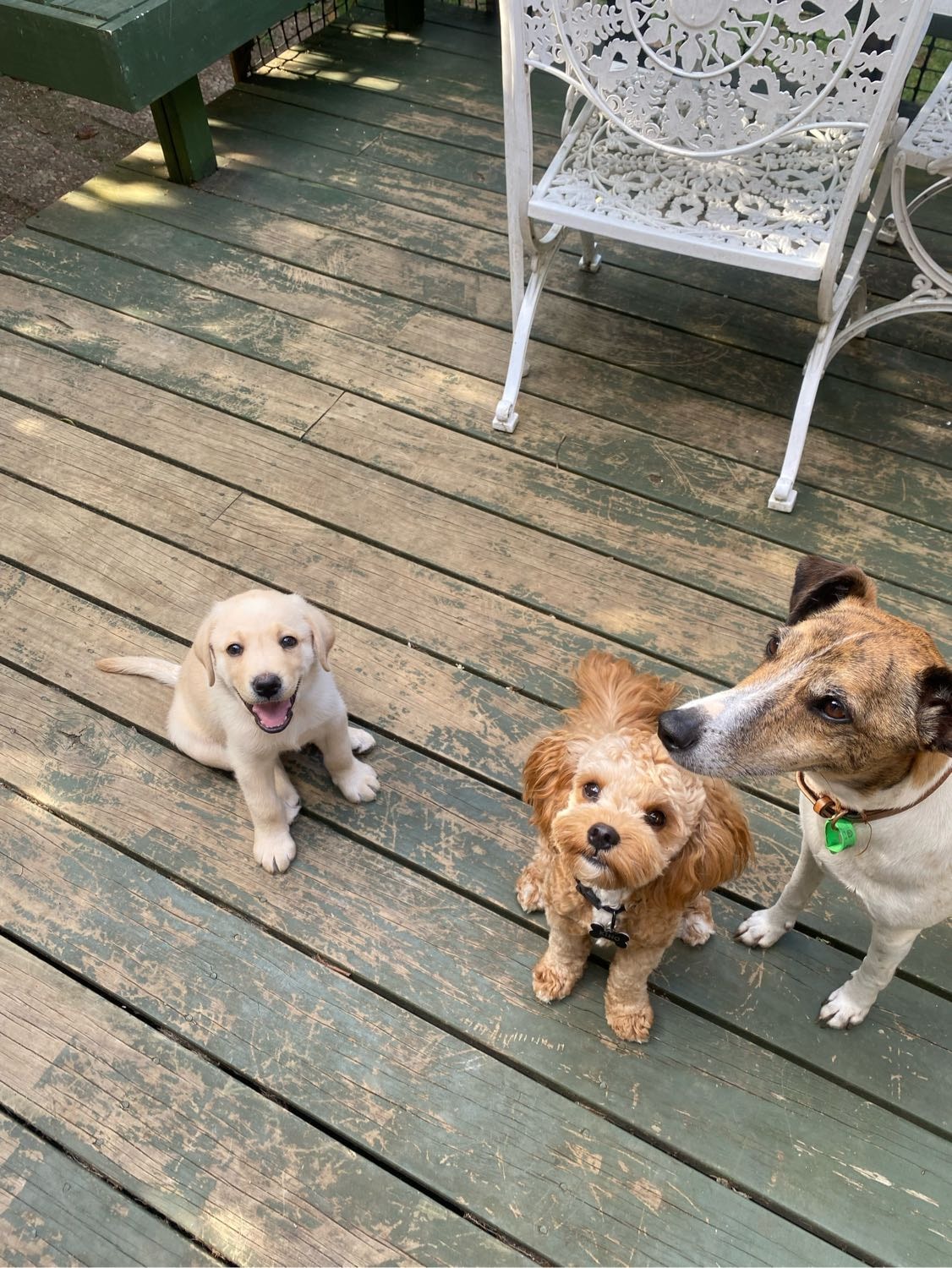 Zane Pet sitter in Auckland