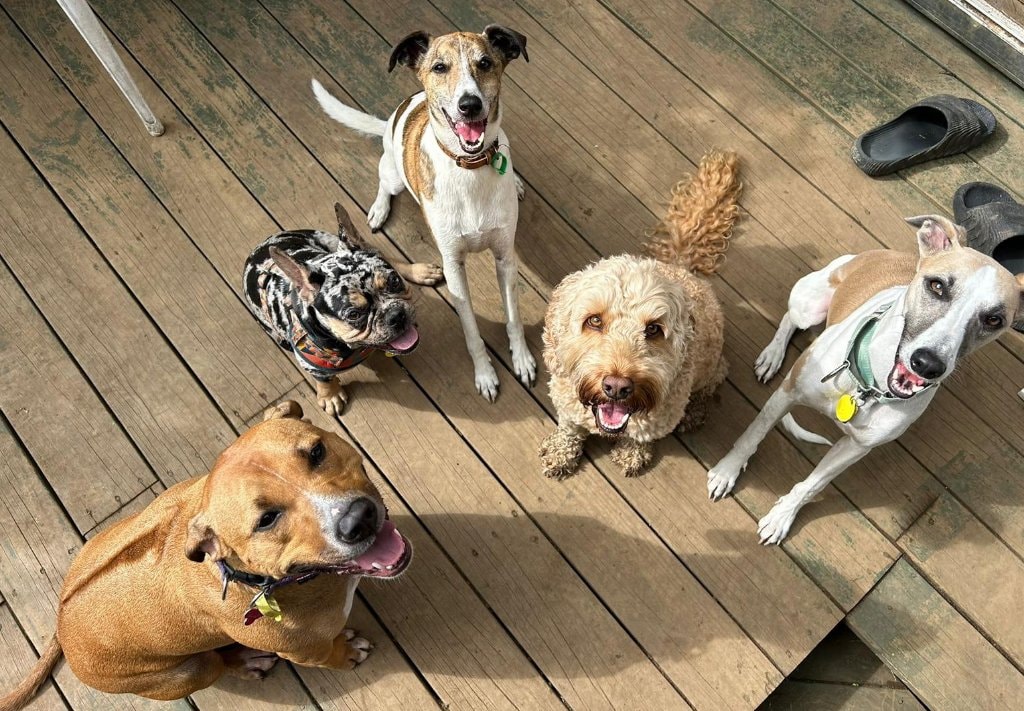 Zane Pet sitter in Auckland