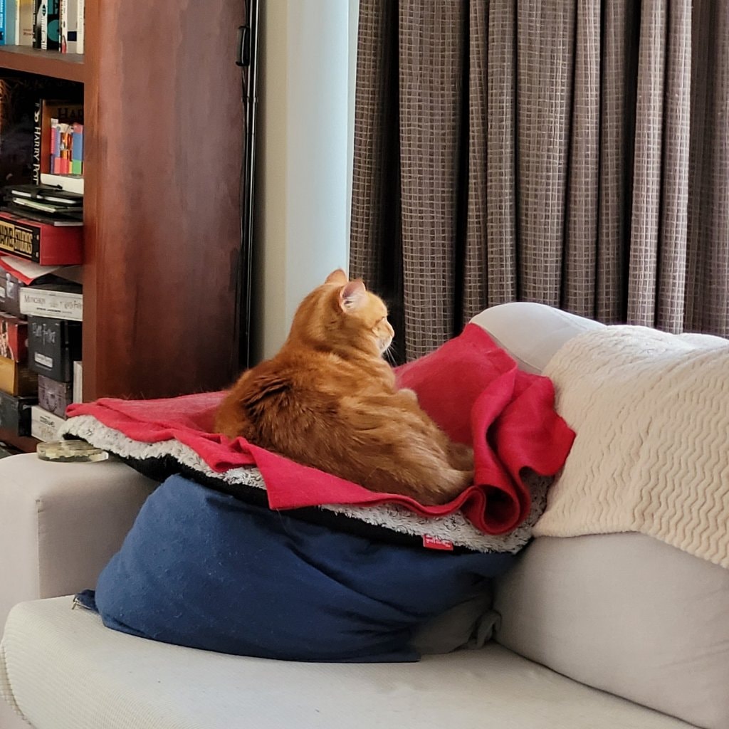 Nemo