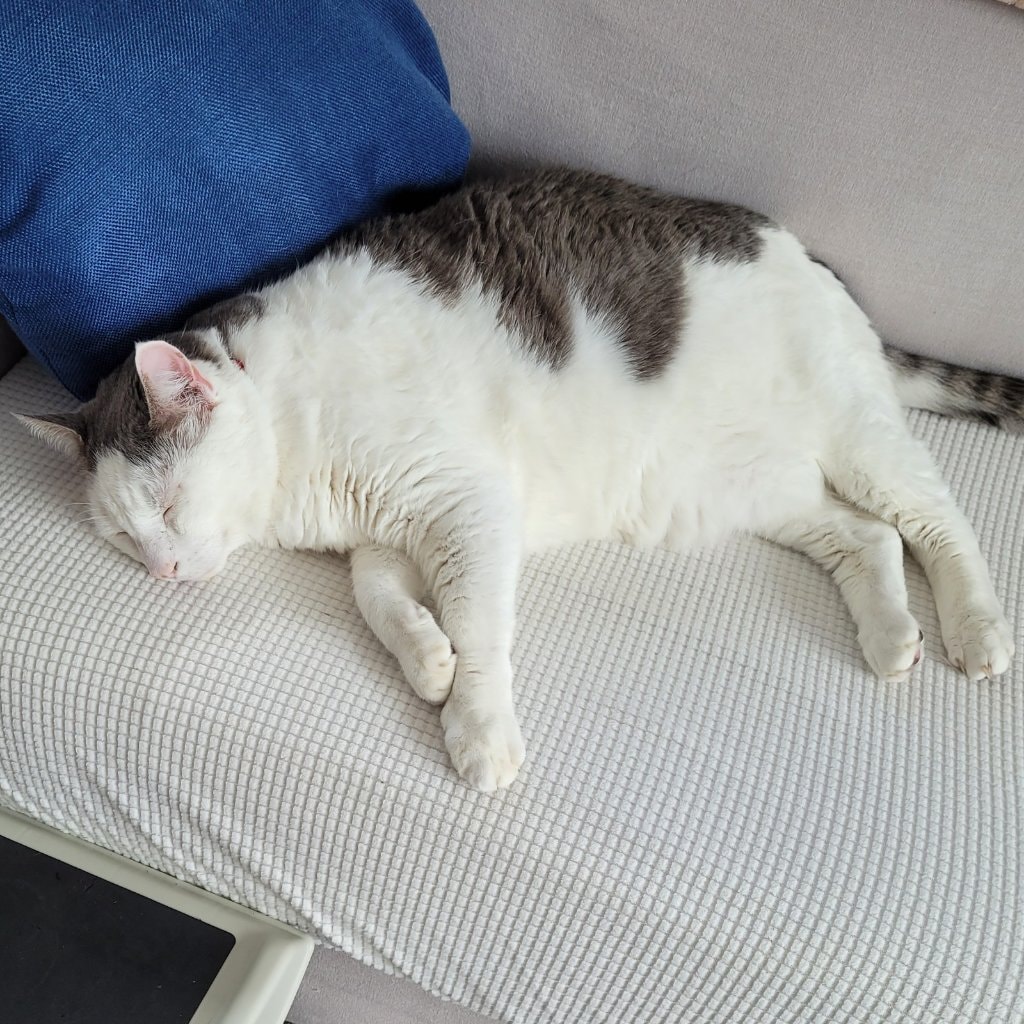 Spot