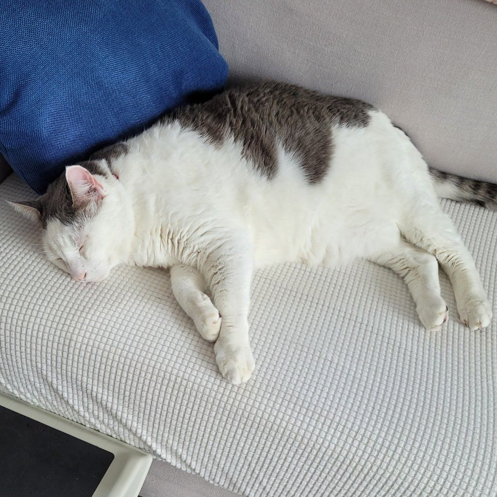Spot