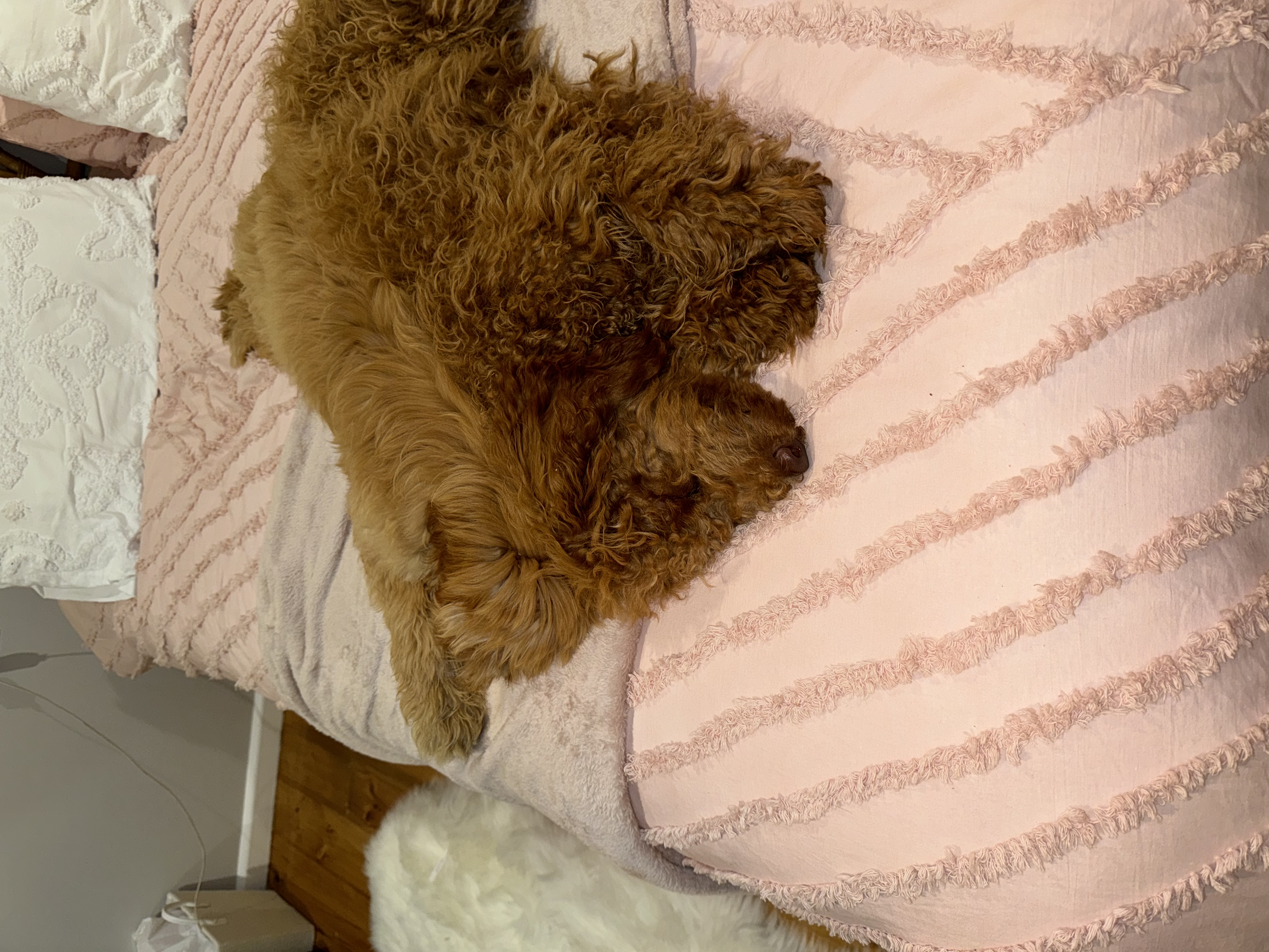 image-8