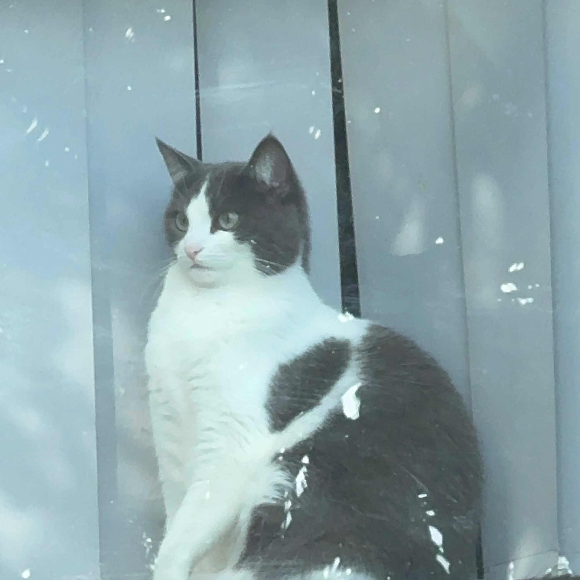 Mimi