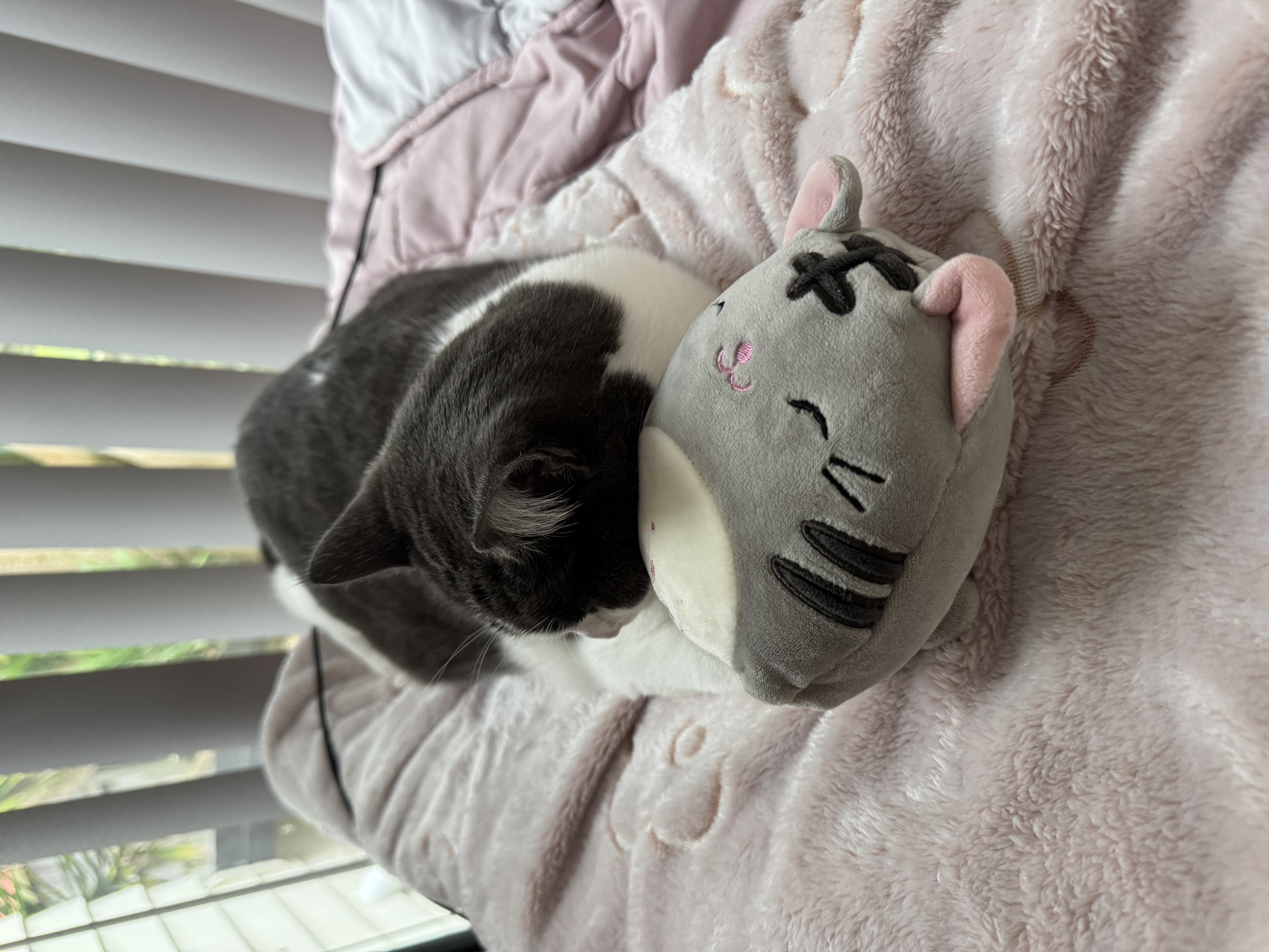 image-5