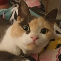 Roo