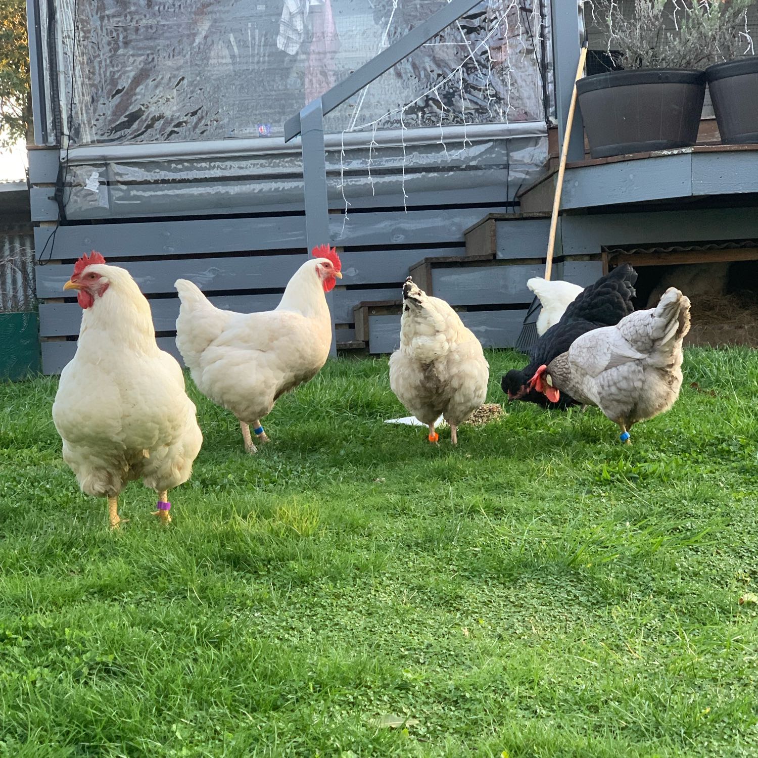 8 Beautiful Chickens