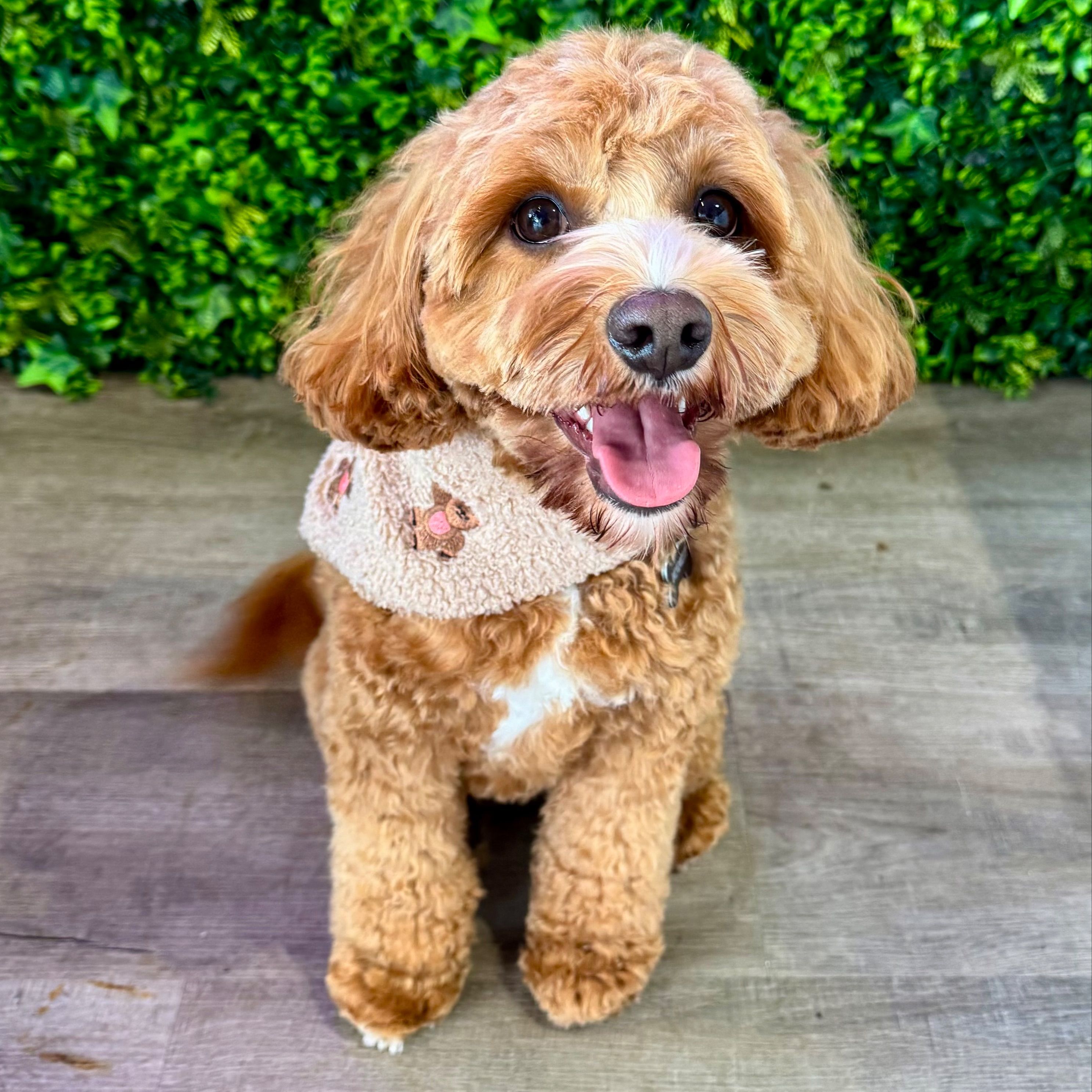 Cooper