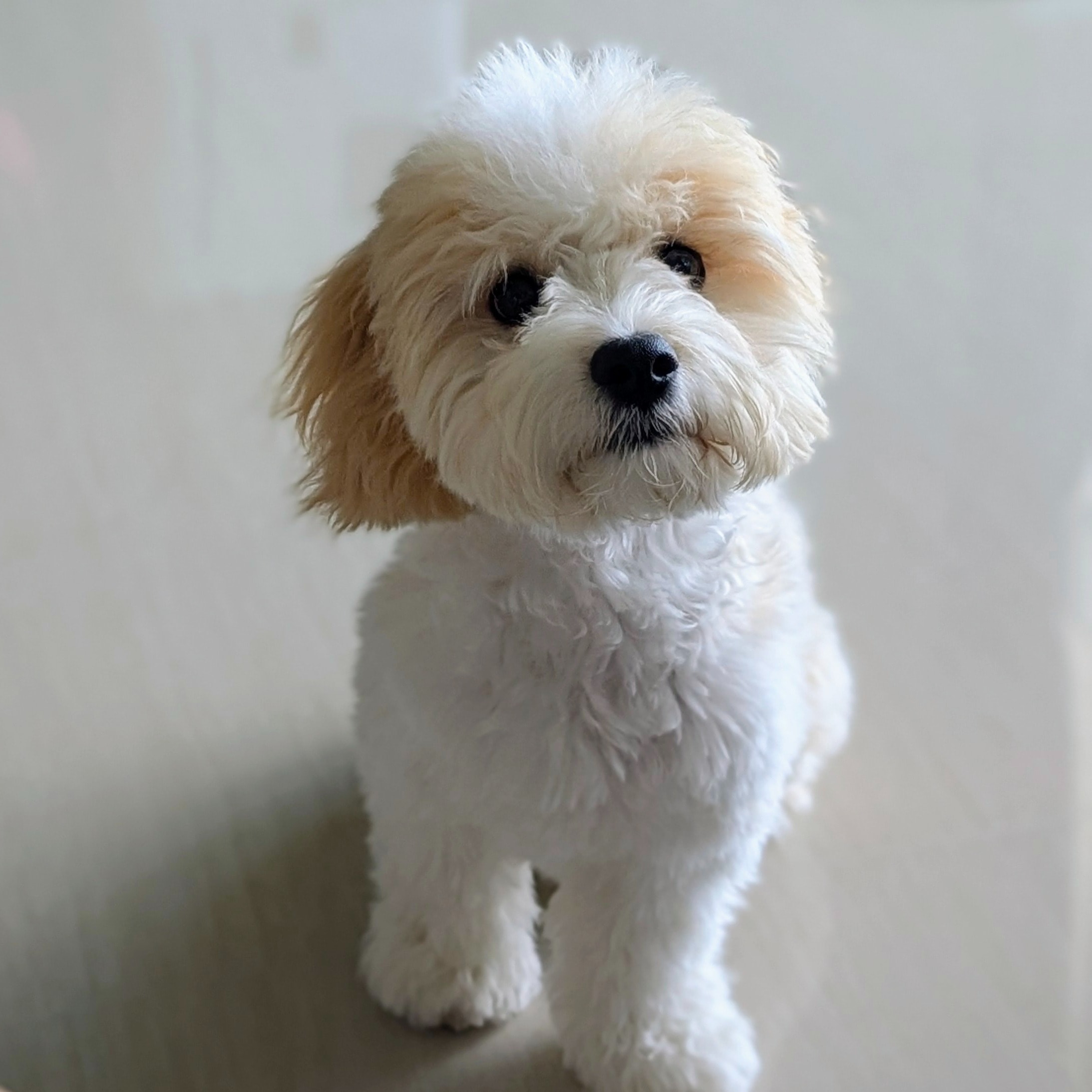 Dudu