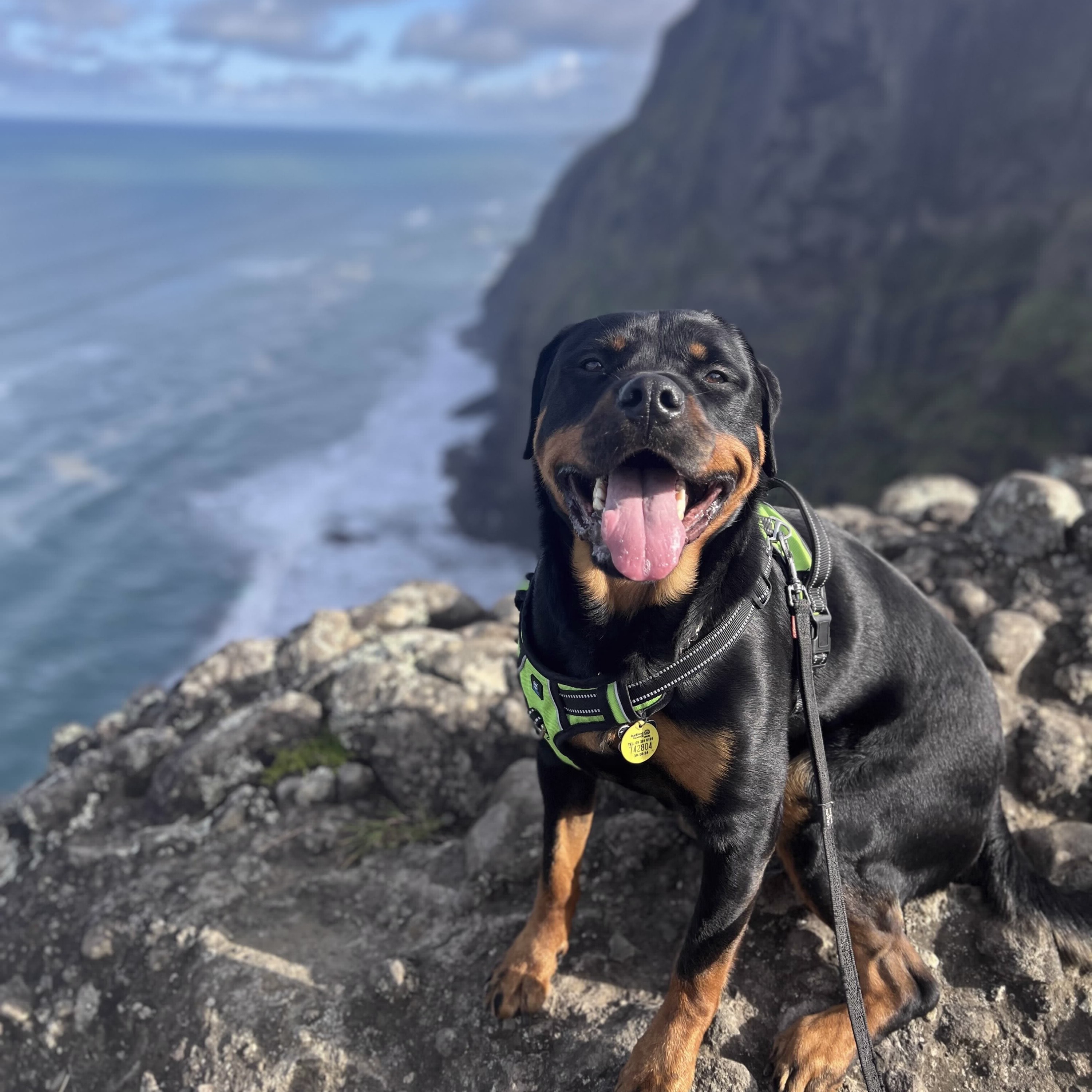 Bruno