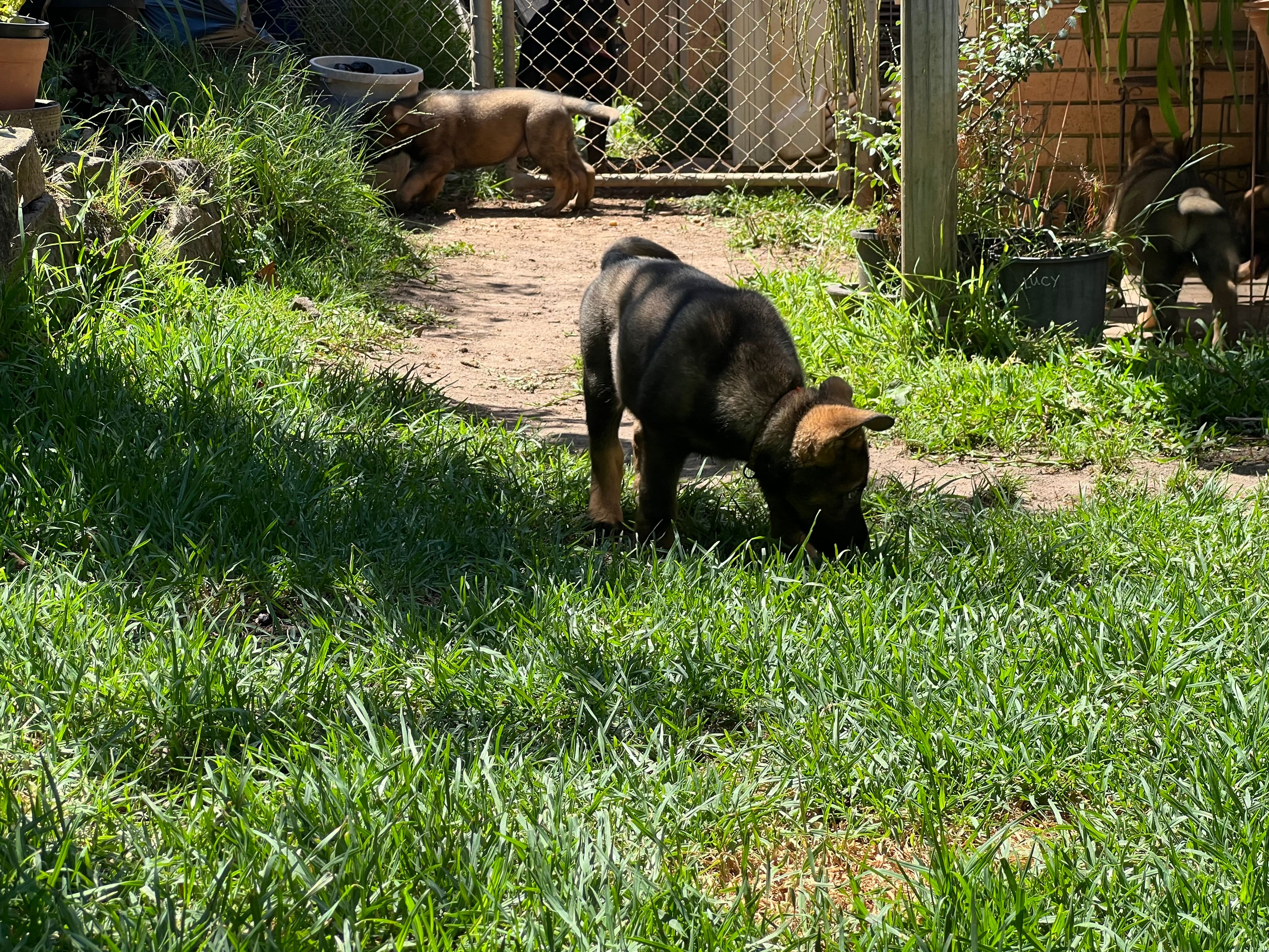 image-11