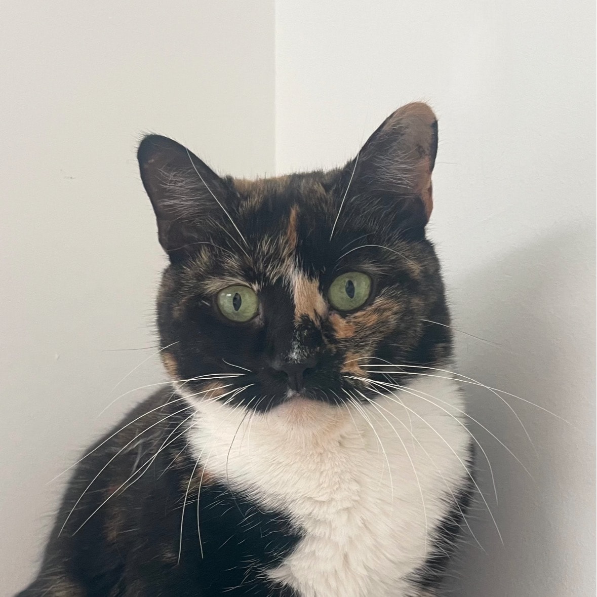 Cali