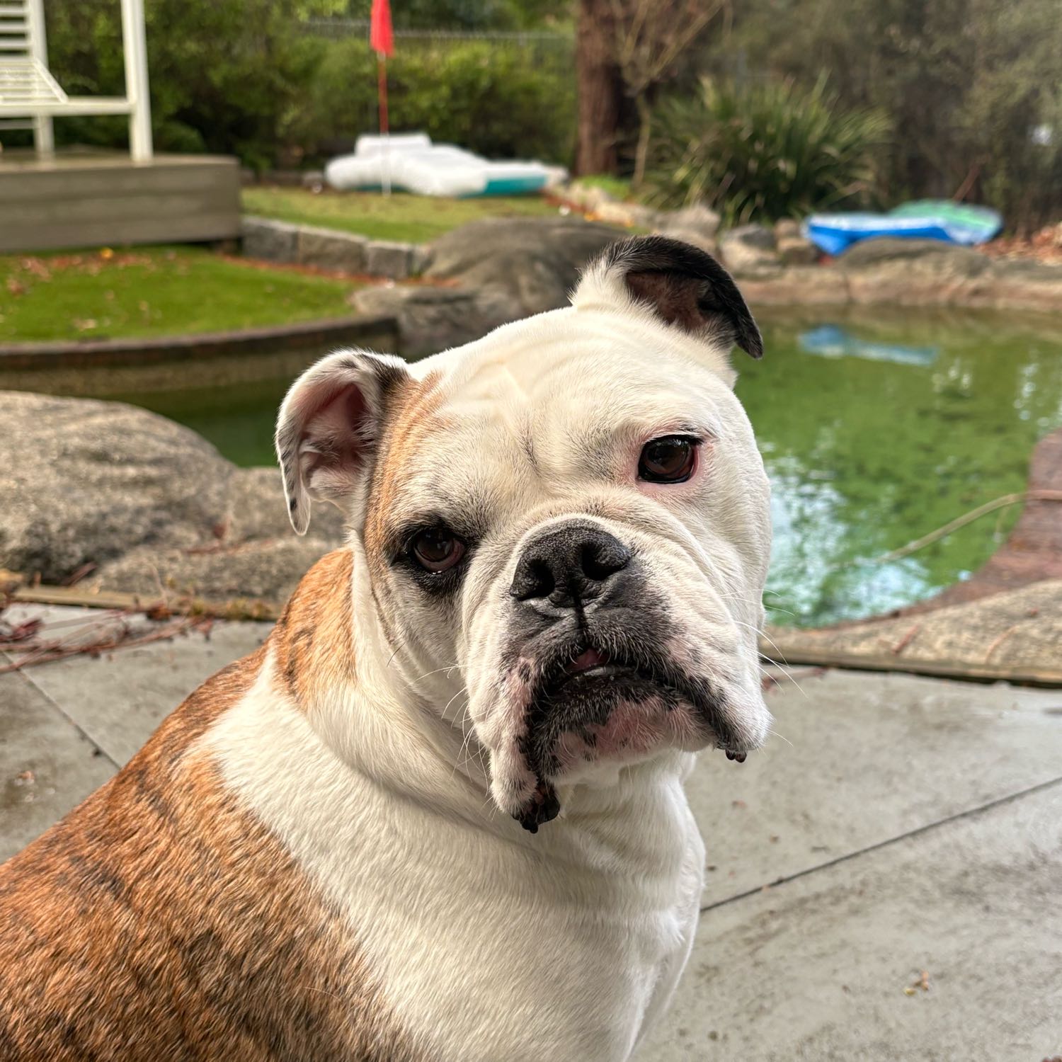 Bonnie