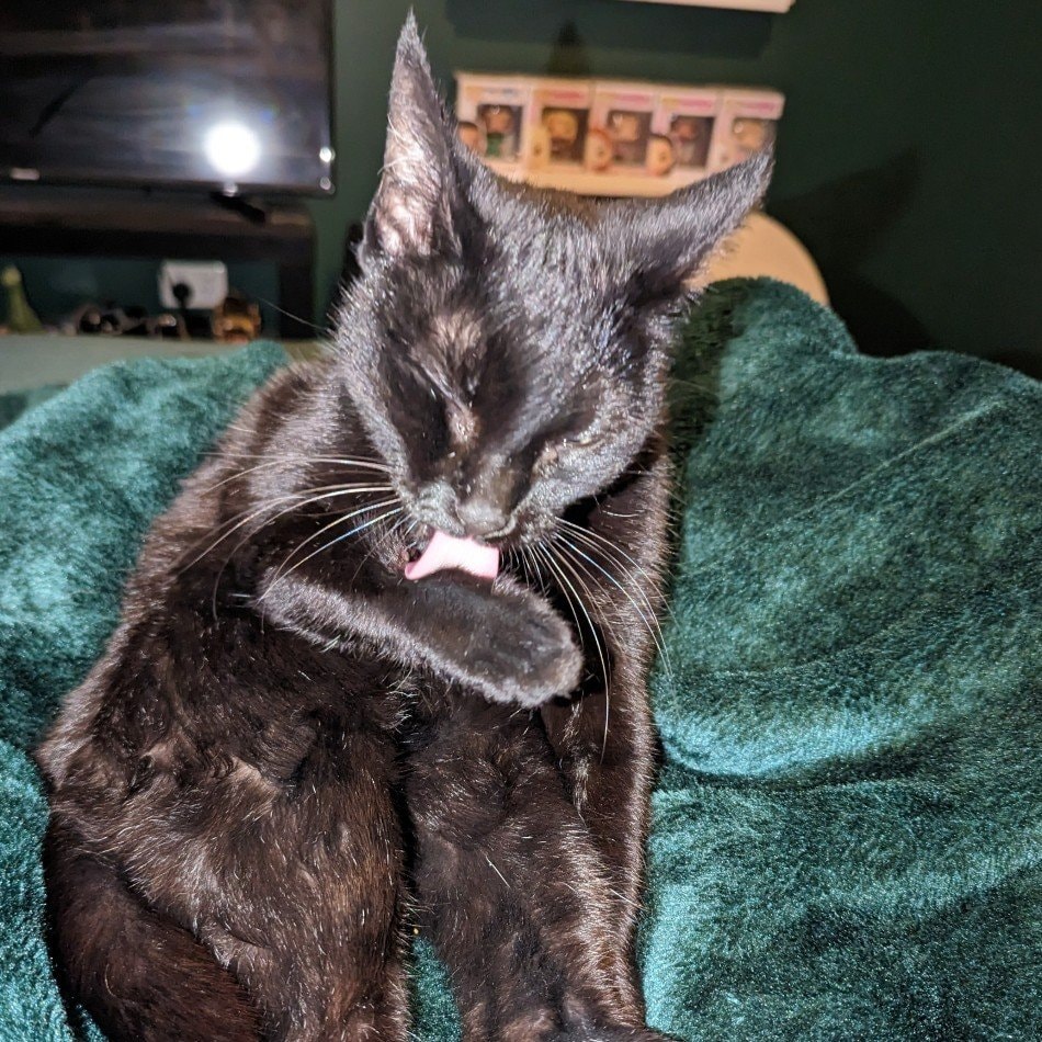 Black Cat