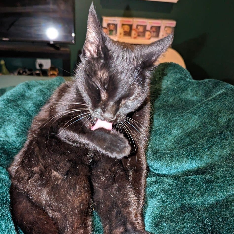 Black Cat