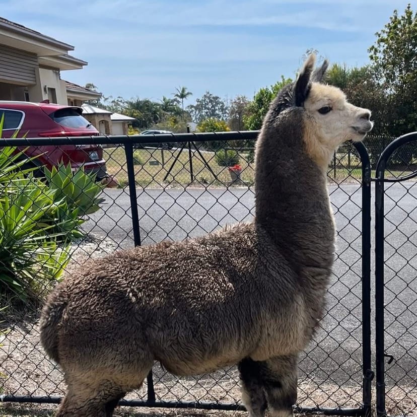 Kuzco