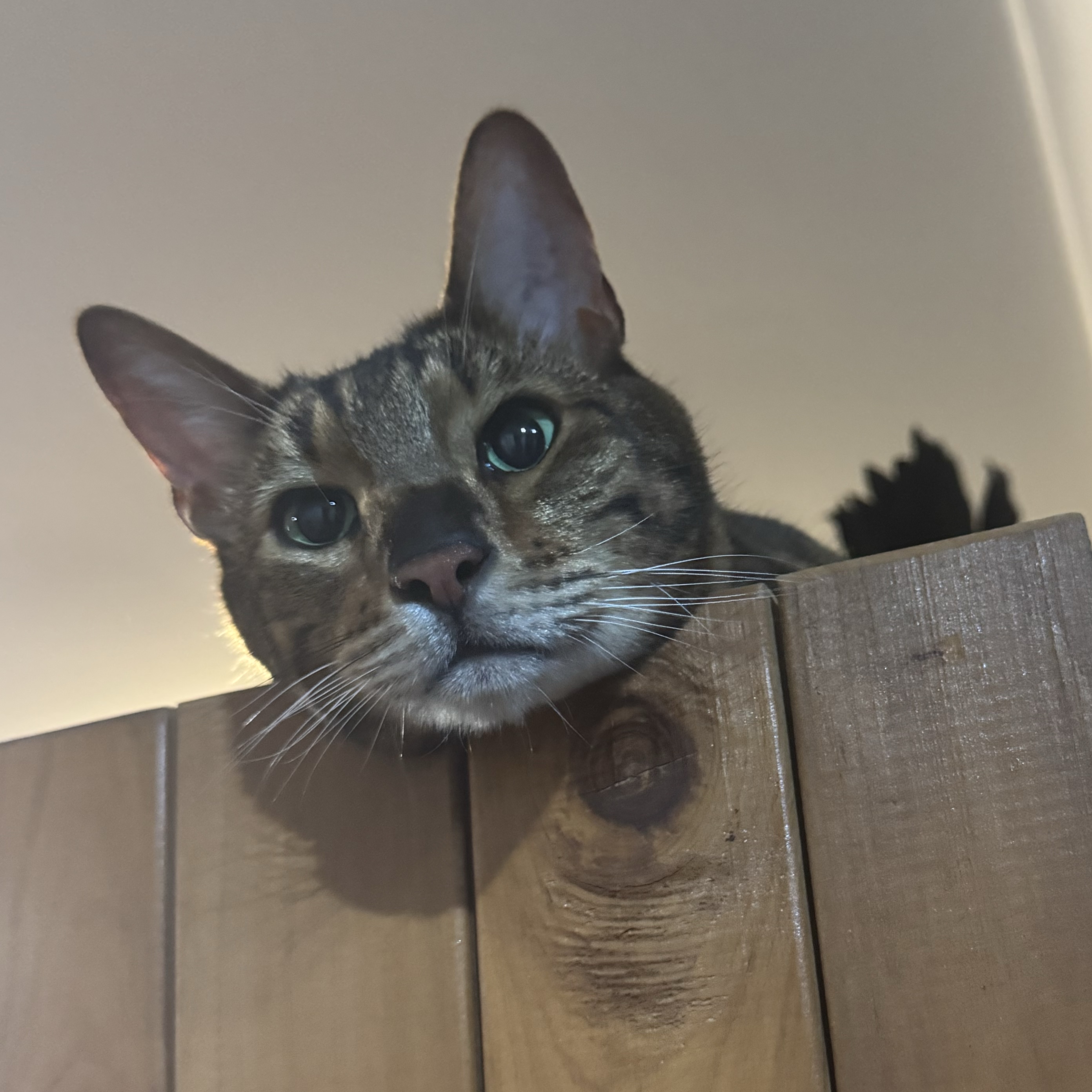 Tigger