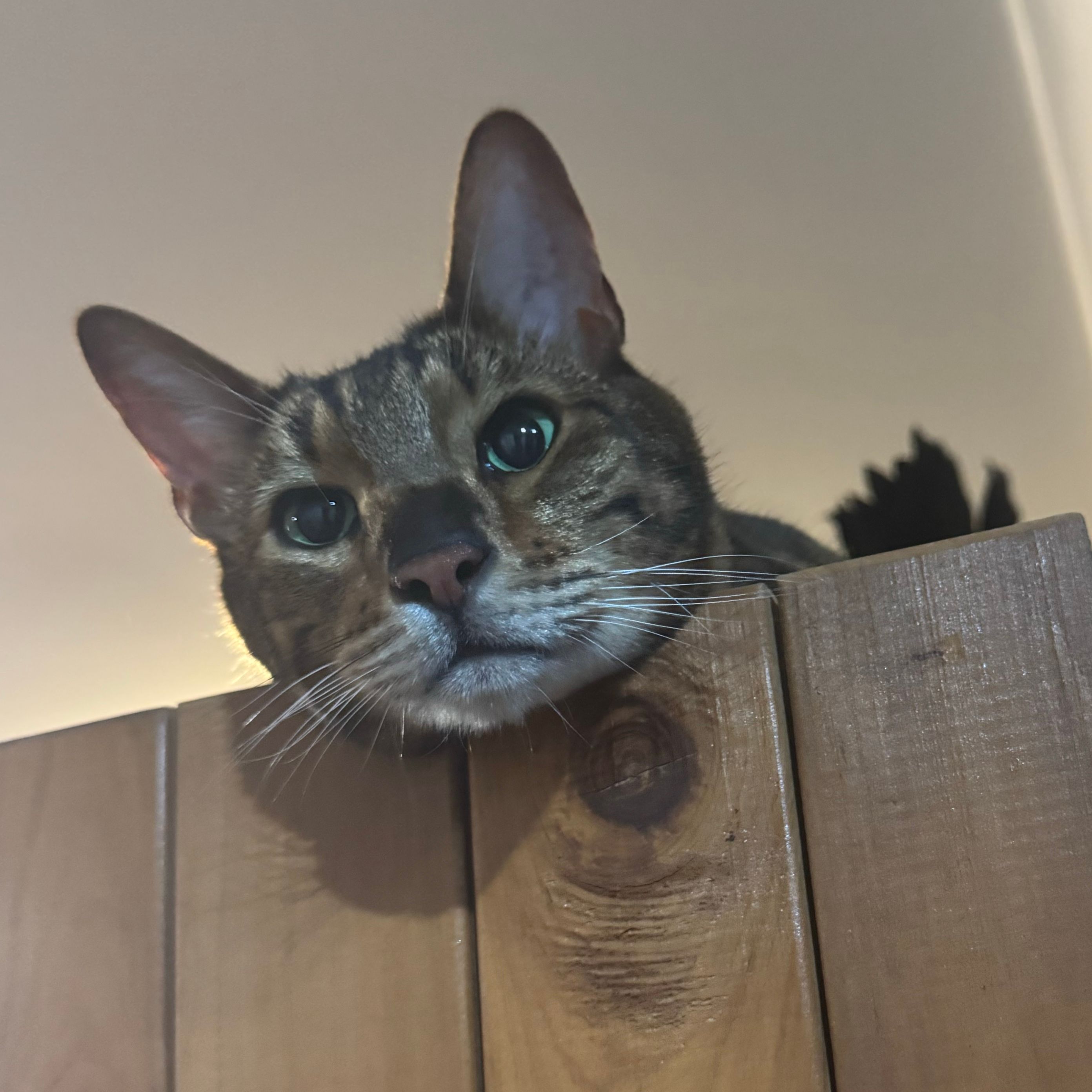 Tigger