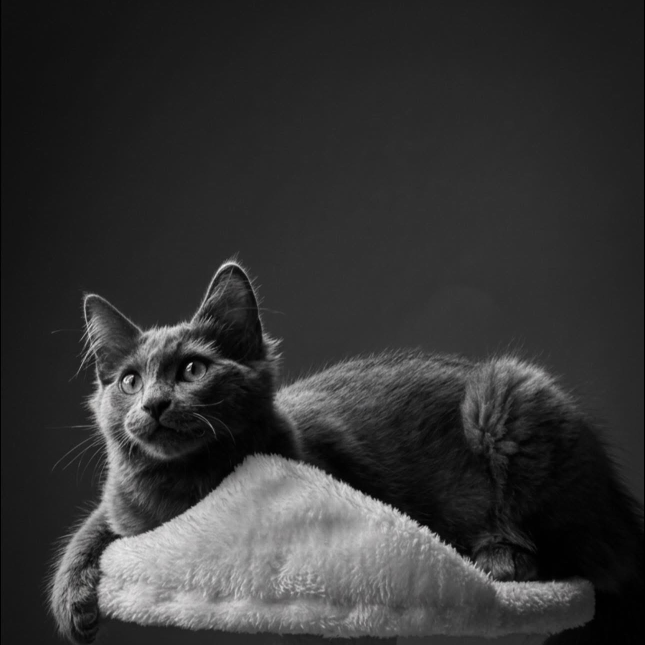 JiJi