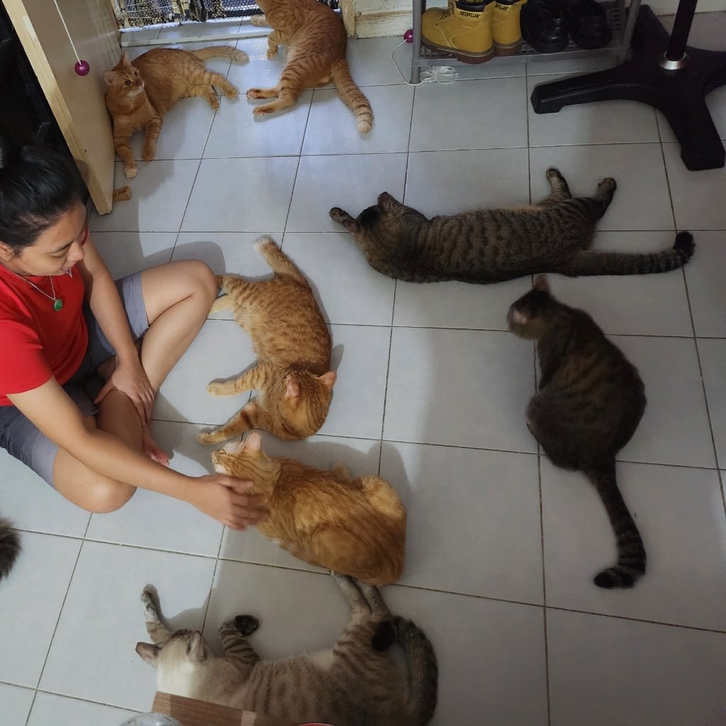 Cats, Bunnies, birdie.