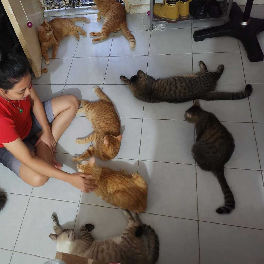 Cats, Bunnies, birdie.