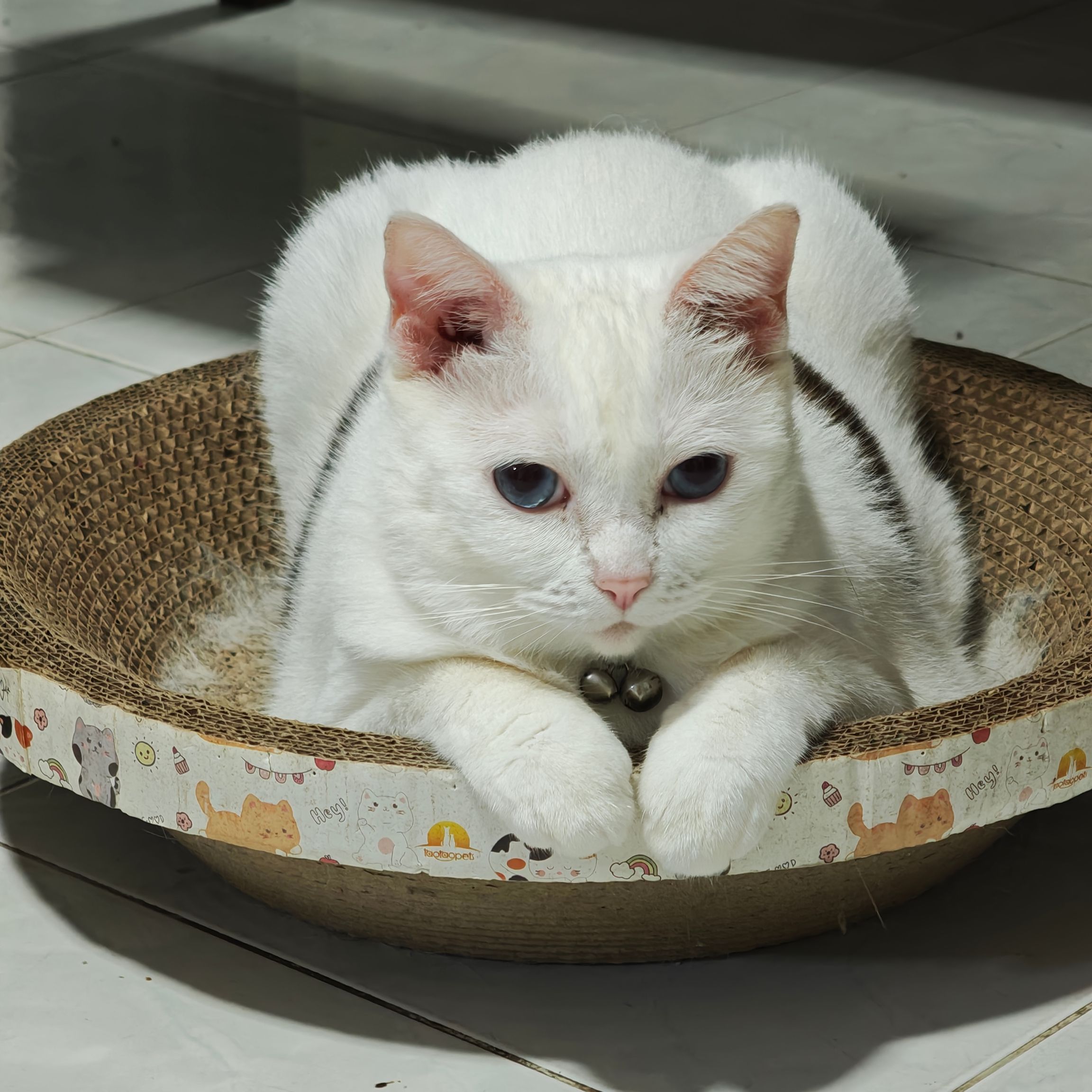 Mimi