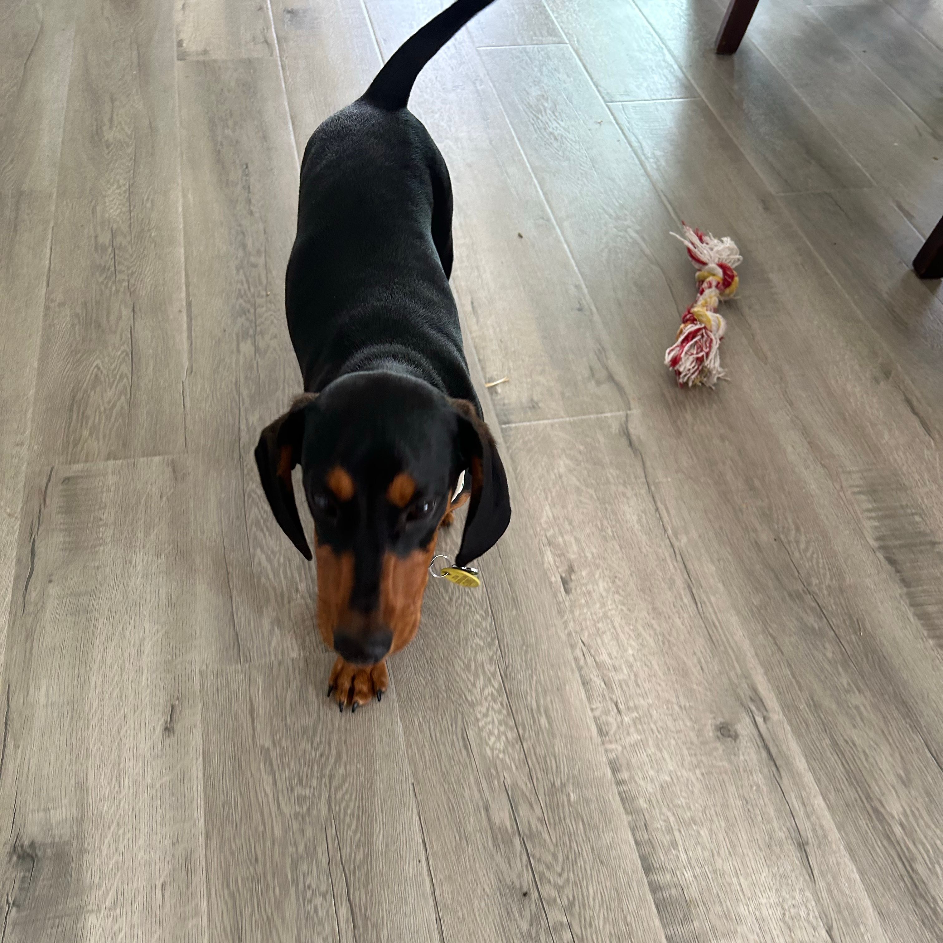 Maximus