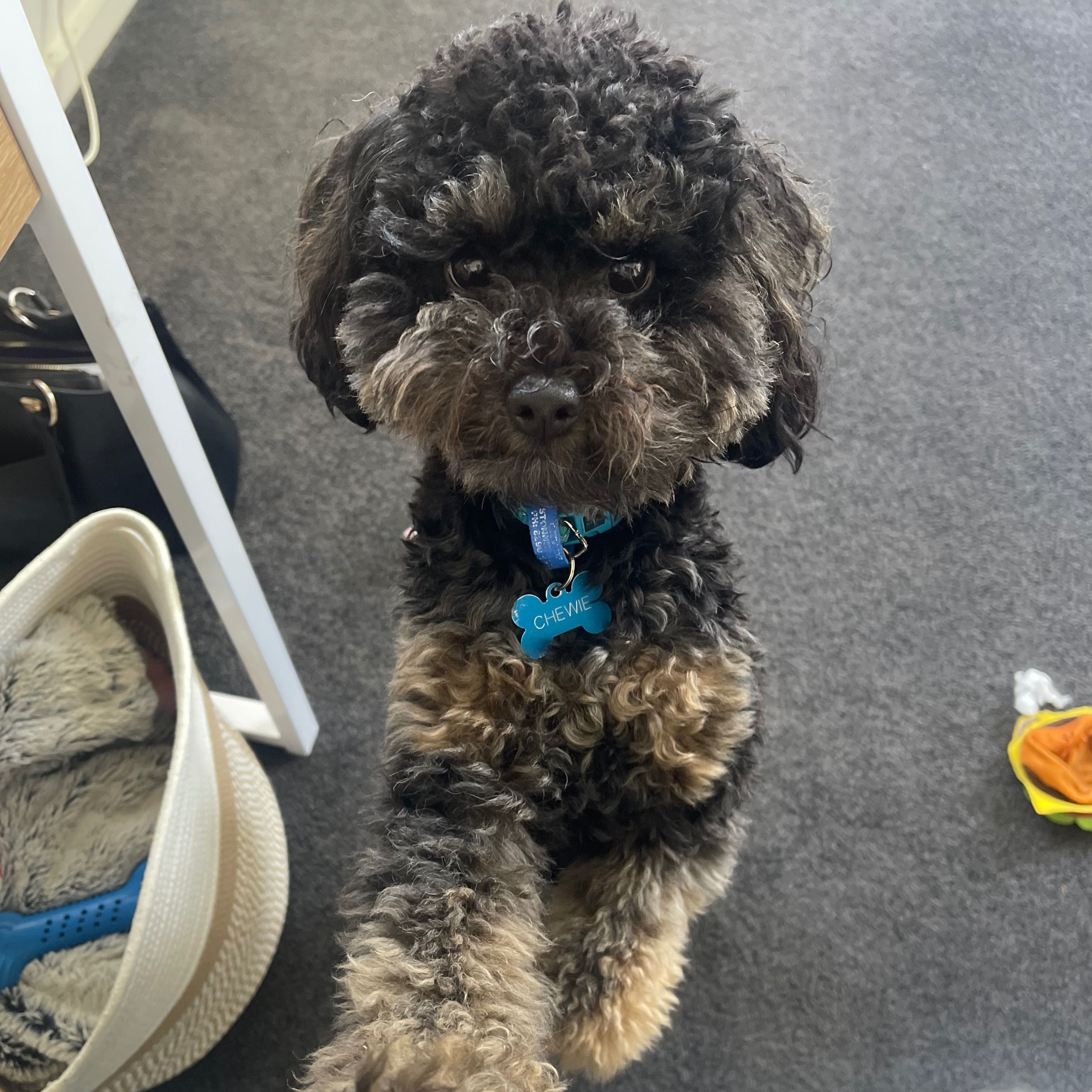 Chewie