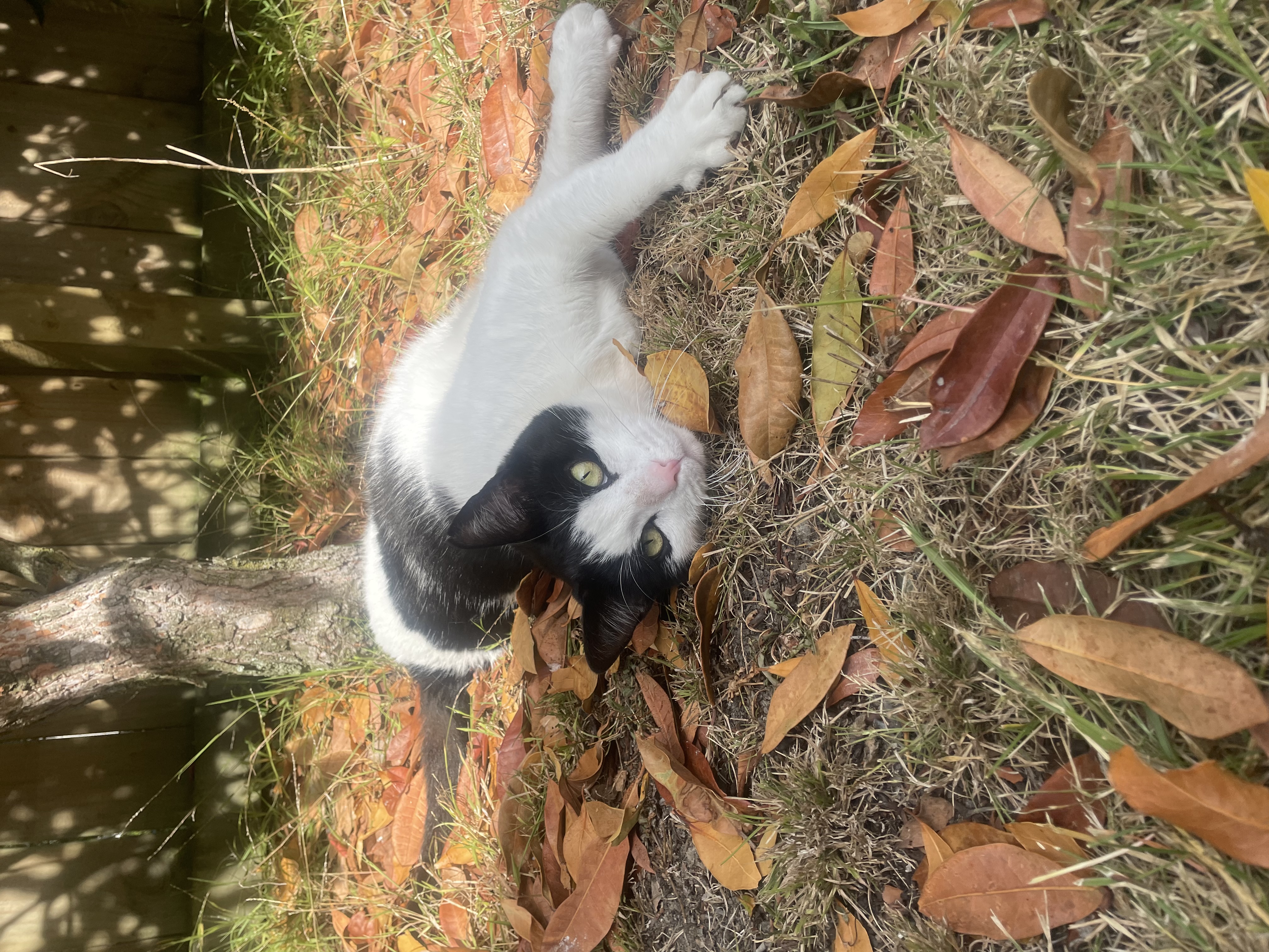 image-15