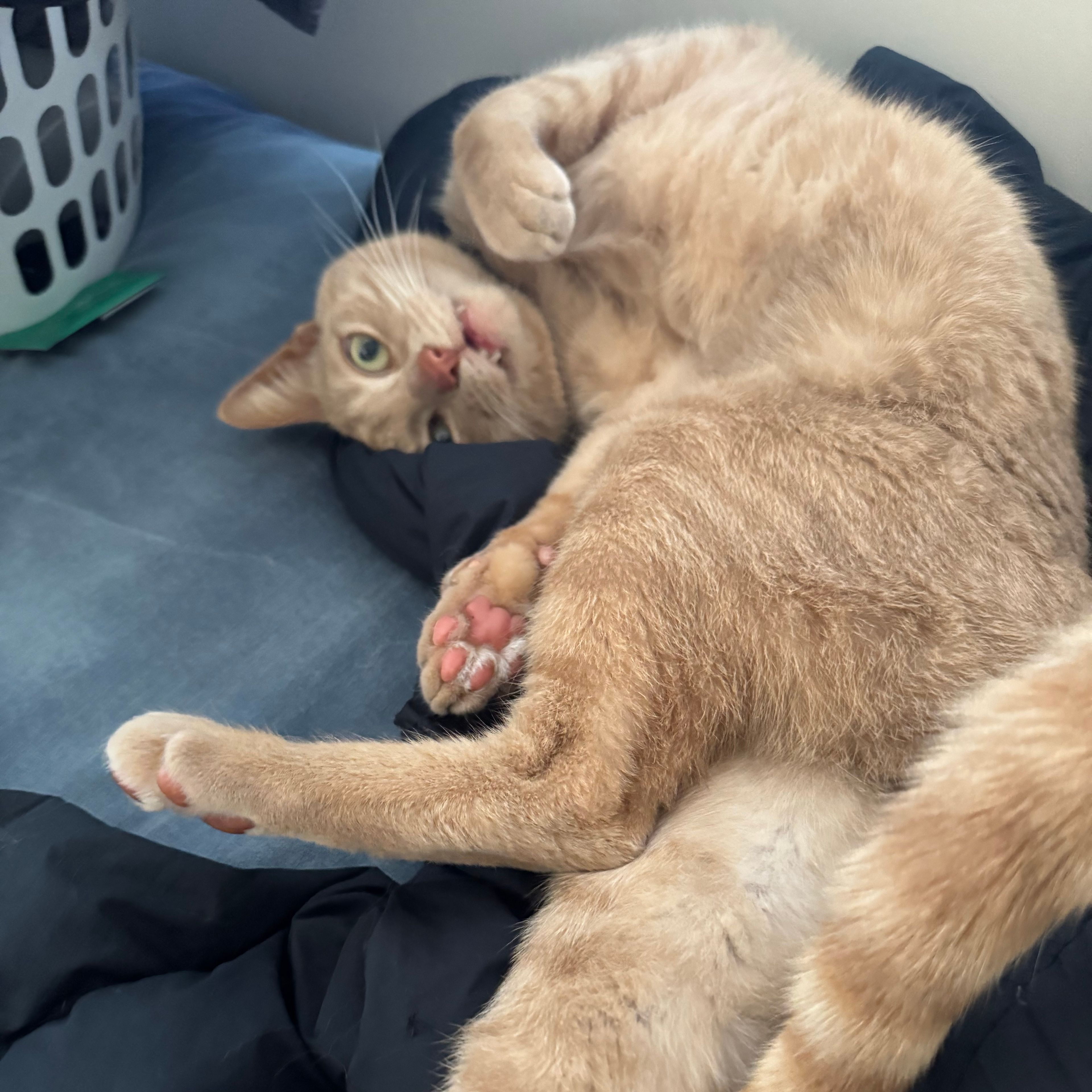 Meatball