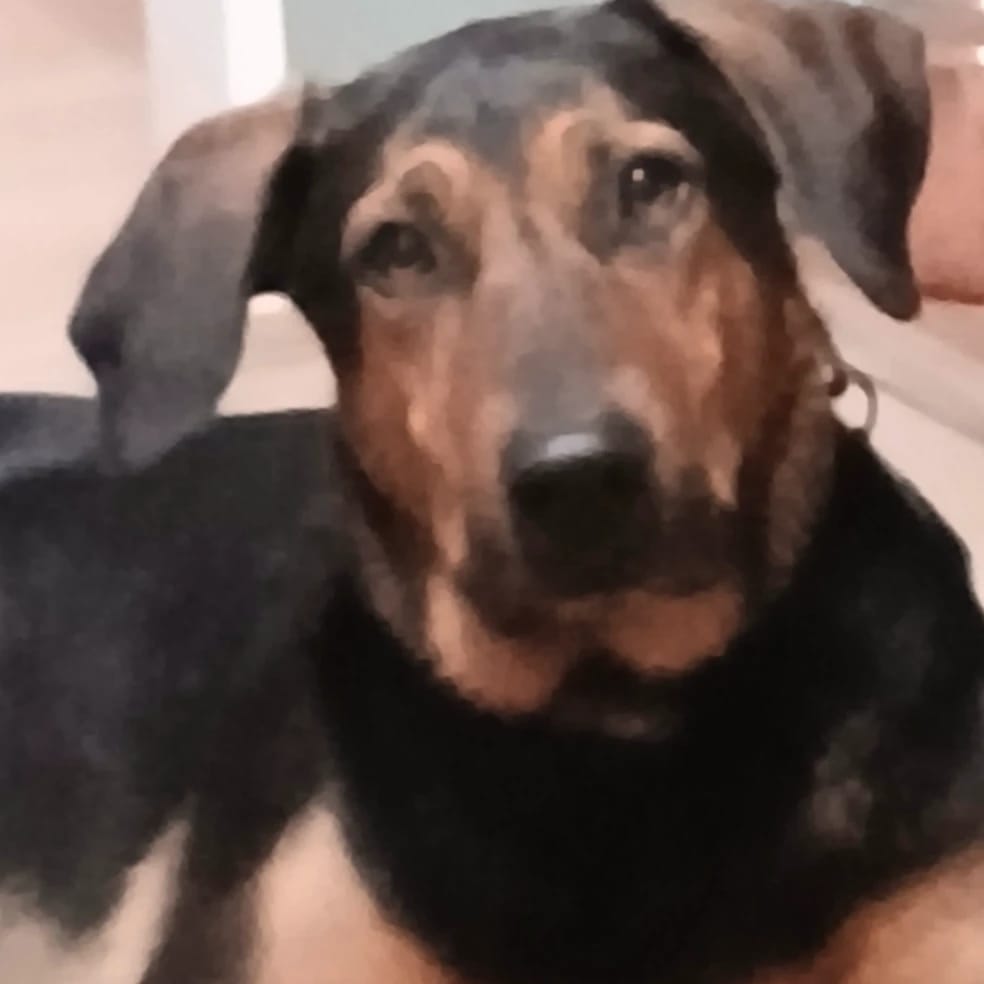Tala