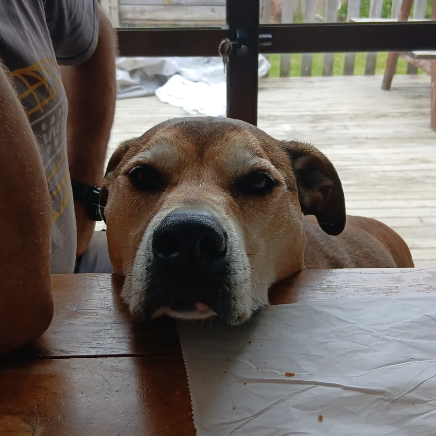 Dingo