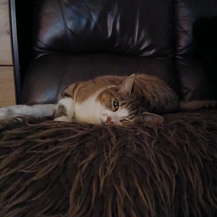 Cheeka