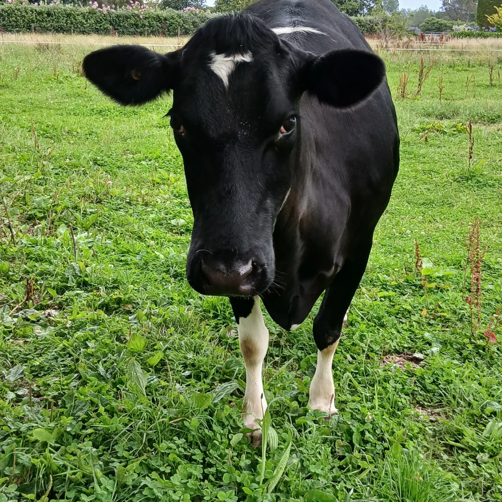 Rhonda