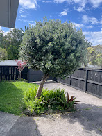 image-18