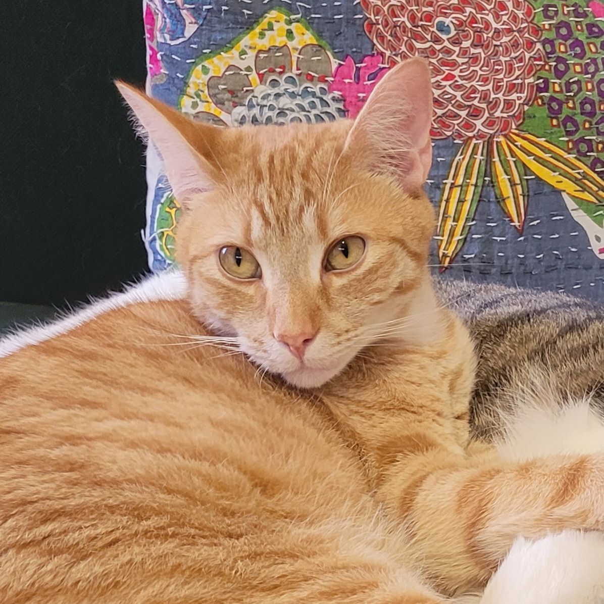 Angus