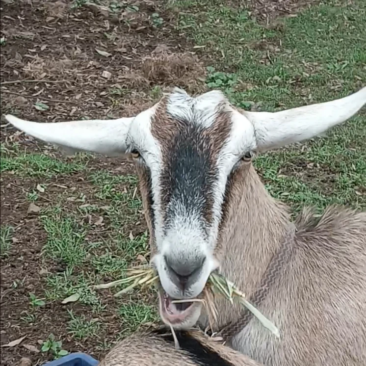 Goats! (Jintu, Poppy's, Briar)