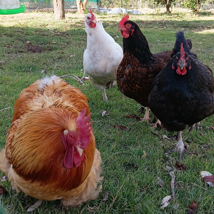Chickens!! (Mr Bojangles/Pamala/Black Betty/Sweatheart/Brandy/Peg/Laura)