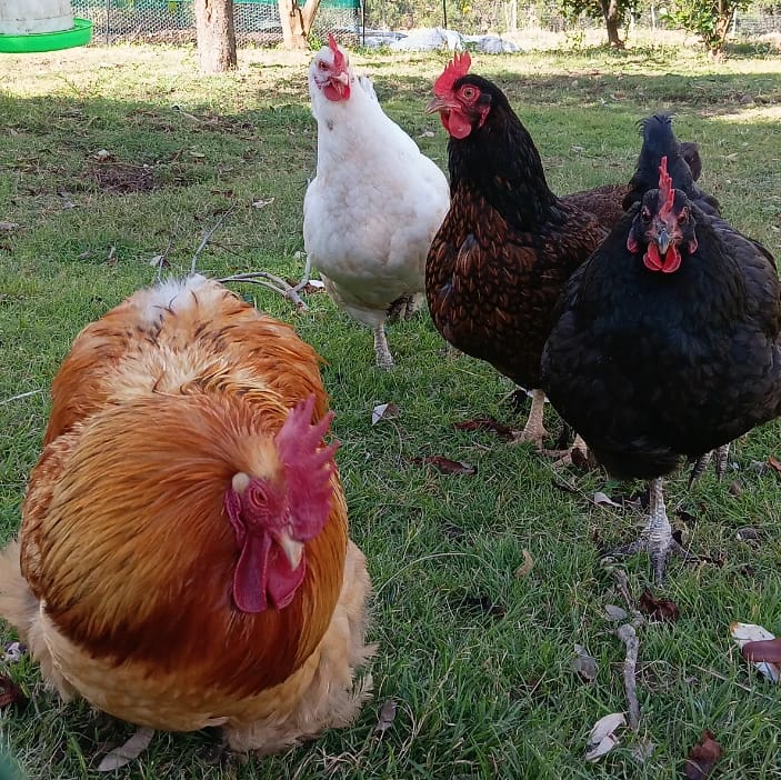 Chickens!! (Mr Bojangles/Pamala/Black Betty/Sweatheart/Brandy/Peg/Laura)