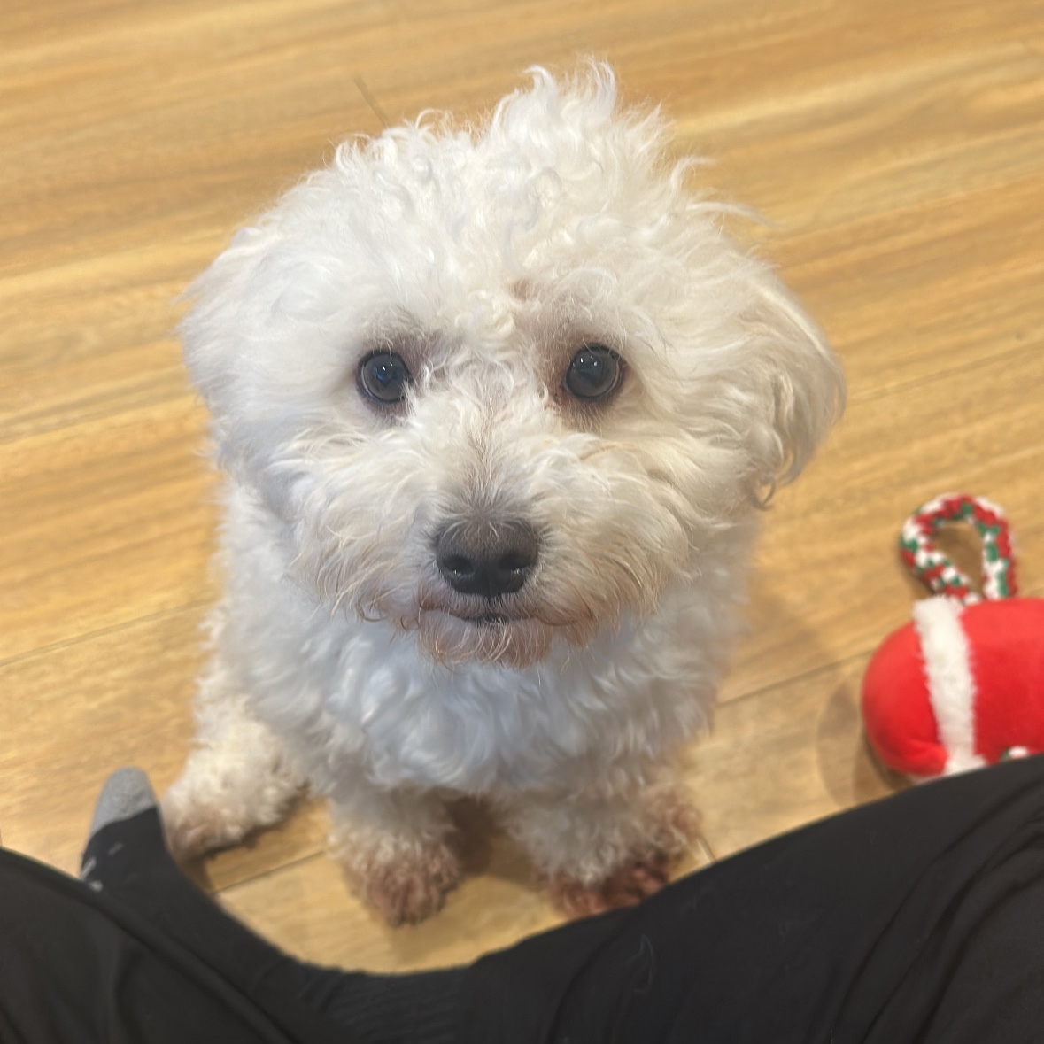 Milo