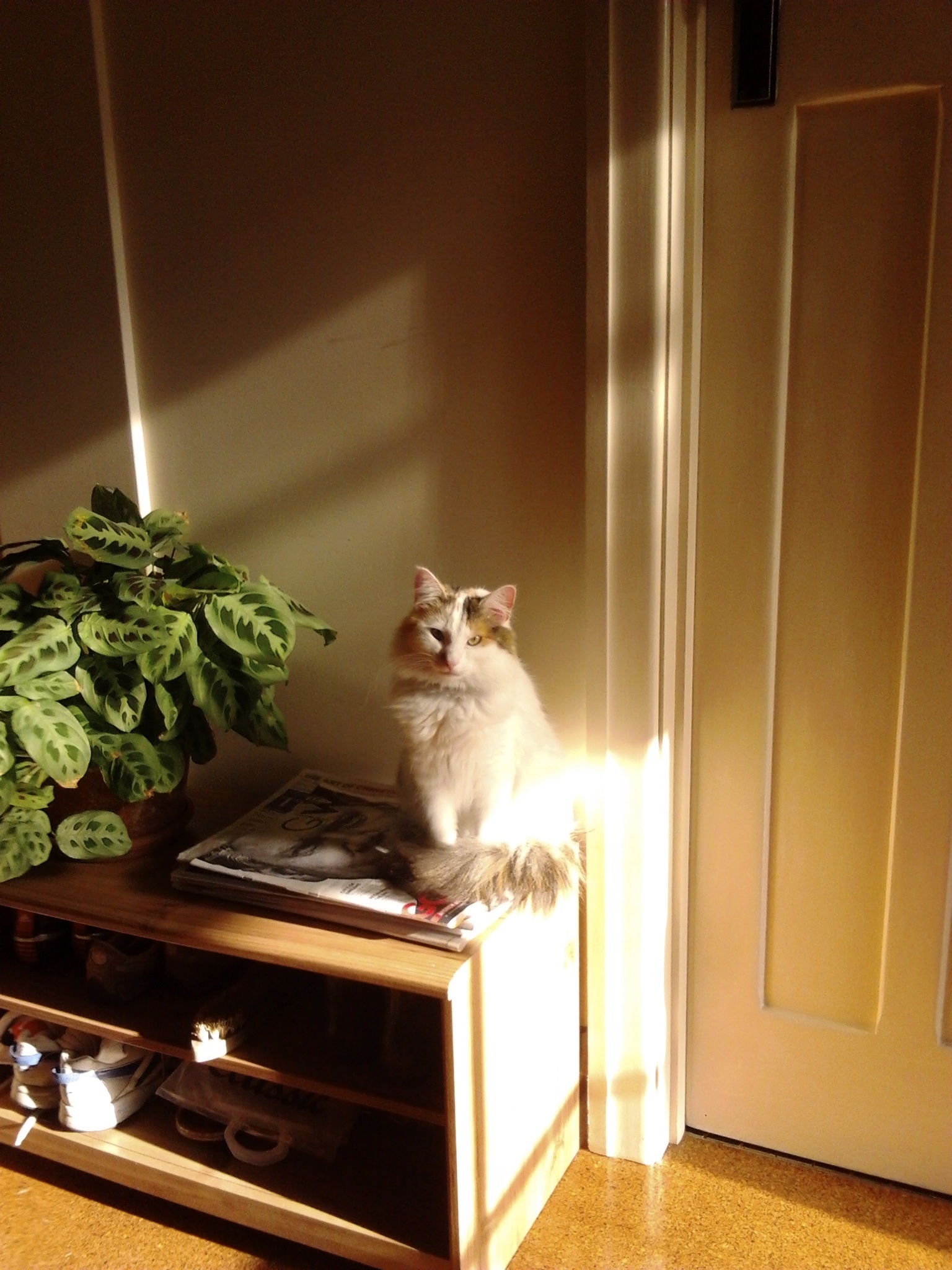 image-11
