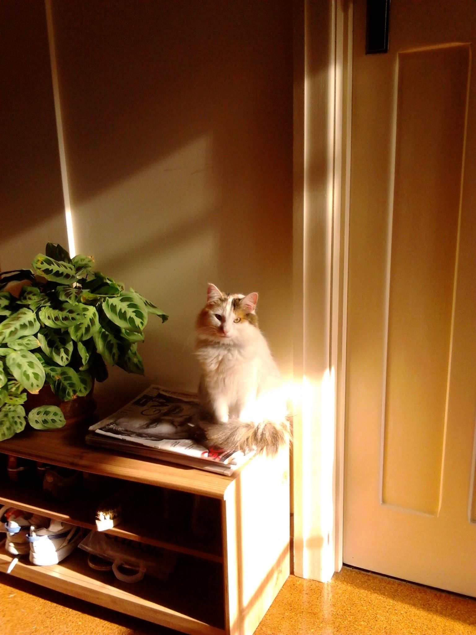 image-11